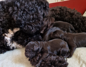 hundvalpar hos sin mamma